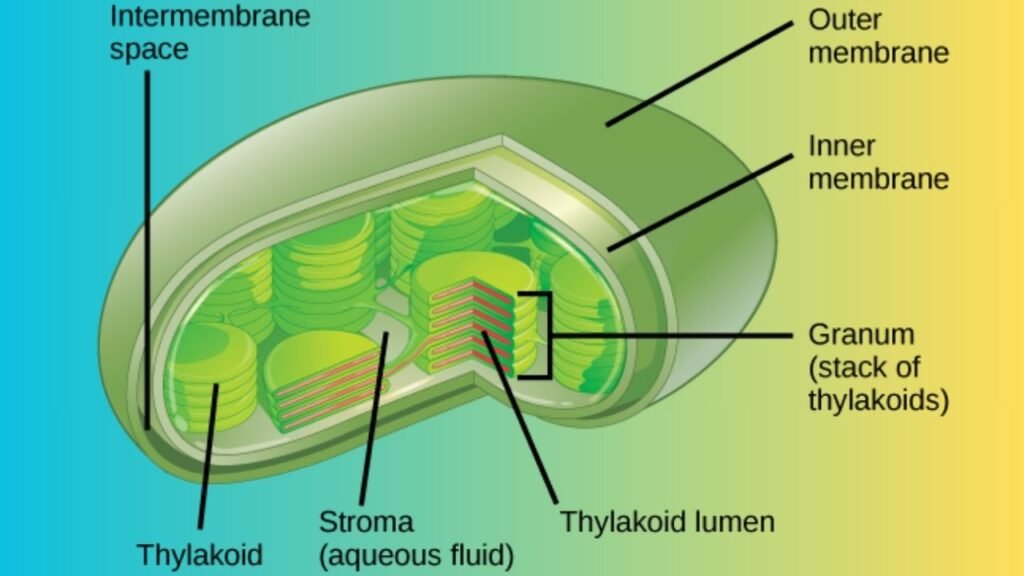 Photosynthesis